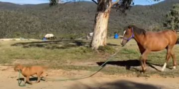 Dog And Horse Viral Video Is Trending On Social Media – इस घोड़े का मालिक है ये छोटा कुत्ता, वीडियो देख लोगों ने कहा