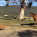 Dog And Horse Viral Video Is Trending On Social Media – इस घोड़े का मालिक है ये छोटा कुत्ता, वीडियो देख लोगों ने कहा