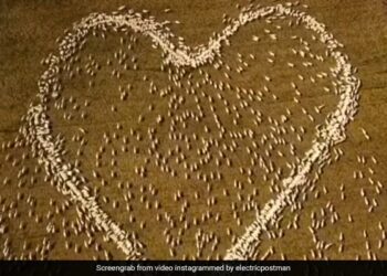 Farmer Draws Heart With Sheep In Moving Tribute To His Aunt See Viral Video – चाची के अंतिम संस्कार में नहीं पहुंच सका किसान, याद में चरती हुई भेड़ों से खेत में बनवाया दिल, कहा