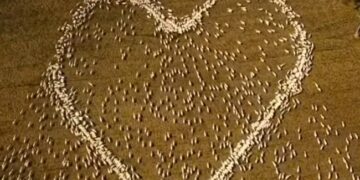 Farmer Draws Heart With Sheep In Moving Tribute To His Aunt See Viral Video – चाची के अंतिम संस्कार में नहीं पहुंच सका किसान, याद में चरती हुई भेड़ों से खेत में बनवाया दिल, कहा