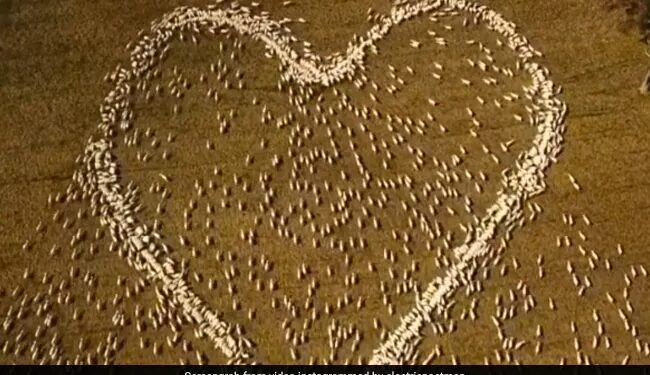 Farmer Draws Heart With Sheep In Moving Tribute To His Aunt See Viral Video – चाची के अंतिम संस्कार में नहीं पहुंच सका किसान, याद में चरती हुई भेड़ों से खेत में बनवाया दिल, कहा