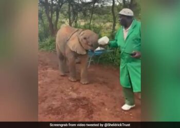 Baby Elephants Drink Milk From A Bottle By Caretaker In Heartwarming Video See Viral Video