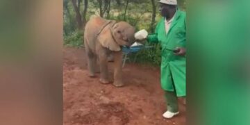 Baby Elephants Drink Milk From A Bottle By Caretaker In Heartwarming Video See Viral Video