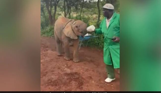 Baby Elephants Drink Milk From A Bottle By Caretaker In Heartwarming Video See Viral Video