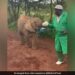 Baby Elephants Drink Milk From A Bottle By Caretaker In Heartwarming Video See Viral Video
