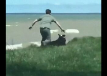Man Saving His Dog Life People Say He Is Superstar Video Viral – कुत्ता को बचाने के लिए इस शख्स ने लगा दी अपन जान की बाजी, लोगों ने कहा