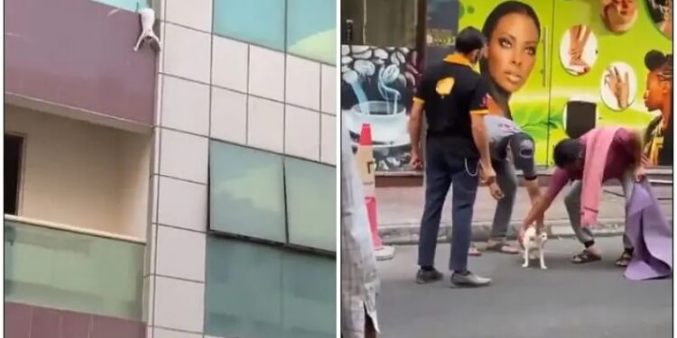 प्रेग्नेंट बिल्ली की जान बचाकर 2 हिन्दुस्तानियों ने मानवता की मिसाल पेश की, खुश होकर पीएम ने दिए 10 लाख रुपये