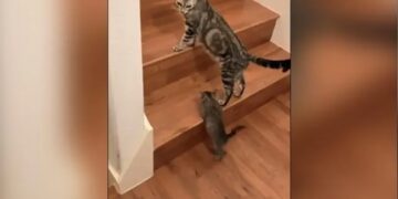 Cat Helps Kitten Climb The Stairs In This Way People Loves It Watch Adorable Viral Video