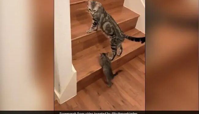 Cat Helps Kitten Climb The Stairs In This Way People Loves It Watch Adorable Viral Video