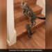 Cat Helps Kitten Climb The Stairs In This Way People Loves It Watch Adorable Viral Video