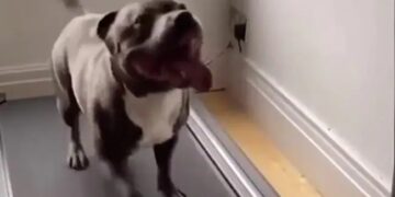 Dog Workout On Treadmill Got Tired Of It But Still Did Not Give Up Watch Funny Video – कुत्ता Treadmill पर कर रहा था Workout, थक कर हो गया चूर, तो हुआ बुरा हाल, फिर भी नहीं मानी हार