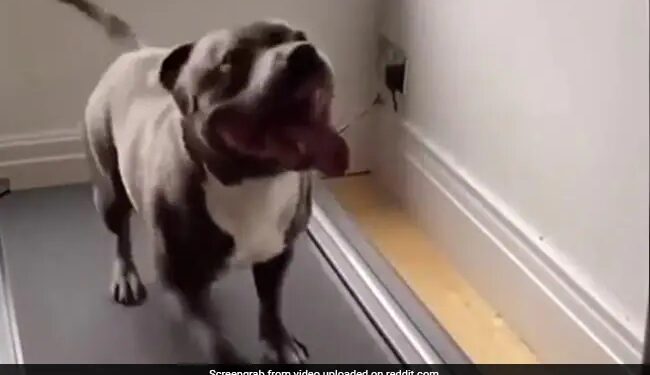 Dog Workout On Treadmill Got Tired Of It But Still Did Not Give Up Watch Funny Video – कुत्ता Treadmill पर कर रहा था Workout, थक कर हो गया चूर, तो हुआ बुरा हाल, फिर भी नहीं मानी हार