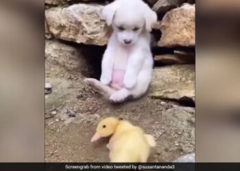 Duck Was Not Able To Walk Dog Helped Like This Watch Cute Video – बत्तख चल नहीं पा रही थी, तो डॉगी ने ऐसे की मदद, लोग बोले- एक छोटी सी मदद किसी की जिंदगी बदल सकती है