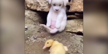 Duck Was Not Able To Walk Dog Helped Like This Watch Cute Video – बत्तख चल नहीं पा रही थी, तो डॉगी ने ऐसे की मदद, लोग बोले- एक छोटी सी मदद किसी की जिंदगी बदल सकती है