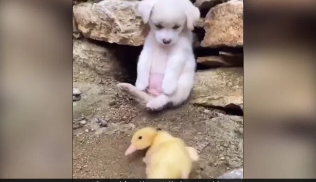 Duck Was Not Able To Walk Dog Helped Like This Watch Cute Video – बत्तख चल नहीं पा रही थी, तो डॉगी ने ऐसे की मदद, लोग बोले- एक छोटी सी मदद किसी की जिंदगी बदल सकती है