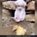 Duck Was Not Able To Walk Dog Helped Like This Watch Cute Video – बत्तख चल नहीं पा रही थी, तो डॉगी ने ऐसे की मदद, लोग बोले- एक छोटी सी मदद किसी की जिंदगी बदल सकती है