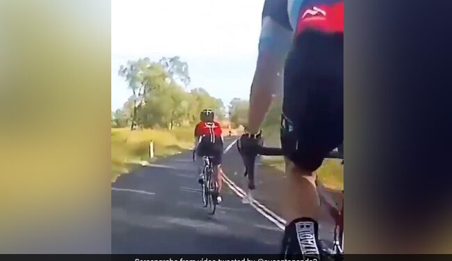 When Kangaroo Attacks Rider On The Road Watch Video Here