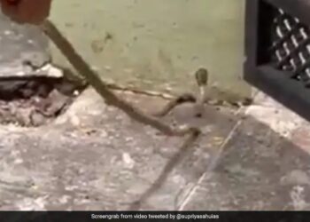 Snake Enters In House Then What Woman Done After That See Viral Video – घर में घुस गया था सांप, तो डंडा लेकर भगाने लगी महिला और फिर जो हुआ, उससे आपको भी मिलेगी सीख