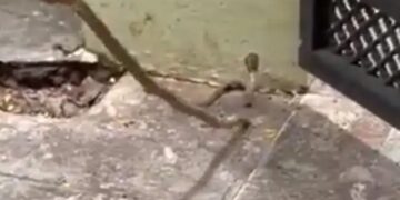 Snake Enters In House Then What Woman Done After That See Viral Video – घर में घुस गया था सांप, तो डंडा लेकर भगाने लगी महिला और फिर जो हुआ, उससे आपको भी मिलेगी सीख