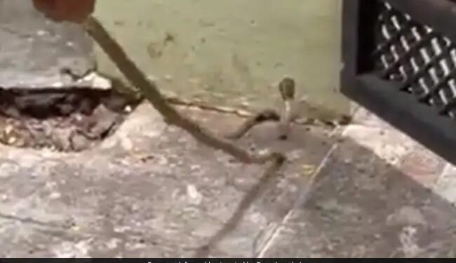 Snake Enters In House Then What Woman Done After That See Viral Video – घर में घुस गया था सांप, तो डंडा लेकर भगाने लगी महिला और फिर जो हुआ, उससे आपको भी मिलेगी सीख
