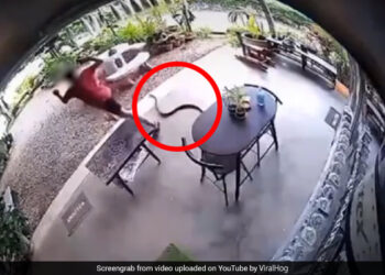 घर के अंदर जैसे ही घुसा शख्स, तभी खतरनाक सांप ने कर दिया Attack, कैमरे में कैद हुई घटना