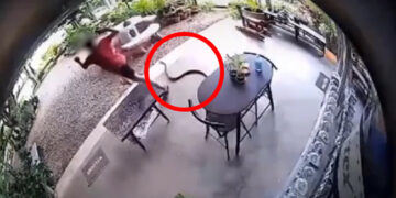 घर के अंदर जैसे ही घुसा शख्स, तभी खतरनाक सांप ने कर दिया Attack, कैमरे में कैद हुई घटना