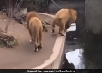 Lion Slips Falls Into Water Hole In Old Viral Video Then What Happened Next – मस्त होकर पानी के गड्ढे के पास टहल रहे थे दो शेर, अचानक फिसला पैर तो धड़ाम से पानी में गिरा एक शेर और फिर…