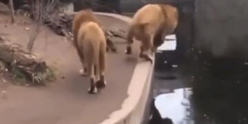 Lion Slips Falls Into Water Hole In Old Viral Video Then What Happened Next – मस्त होकर पानी के गड्ढे के पास टहल रहे थे दो शेर, अचानक फिसला पैर तो धड़ाम से पानी में गिरा एक शेर और फिर…