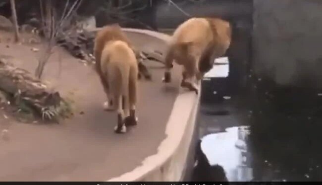 Lion Slips Falls Into Water Hole In Old Viral Video Then What Happened Next – मस्त होकर पानी के गड्ढे के पास टहल रहे थे दो शेर, अचानक फिसला पैर तो धड़ाम से पानी में गिरा एक शेर और फिर…