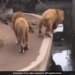 Lion Slips Falls Into Water Hole In Old Viral Video Then What Happened Next – मस्त होकर पानी के गड्ढे के पास टहल रहे थे दो शेर, अचानक फिसला पैर तो धड़ाम से पानी में गिरा एक शेर और फिर…