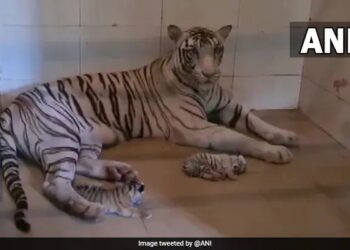 White Tigress Gave Birth To Two Cubs In Gandhi Zoological Park In Gwalior
