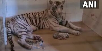 White Tigress Gave Birth To Two Cubs In Gandhi Zoological Park In Gwalior