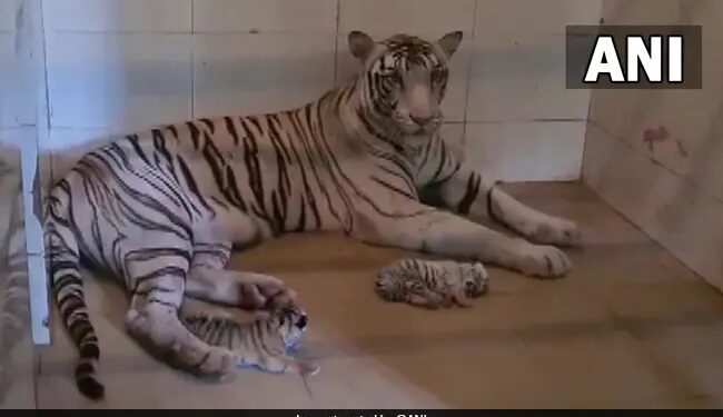 White Tigress Gave Birth To Two Cubs In Gandhi Zoological Park In Gwalior
