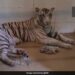 White Tigress Gave Birth To Two Cubs In Gandhi Zoological Park In Gwalior