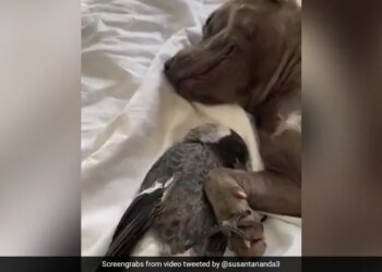 Pigeon Was Lying Comfortably With Dog Video Won The Hearts Of The People See Cute Video – कुत्ते के पैर पकड़कर उसके साथ आराम से लेटा था कबूतर, वीडियो ने जीता लोगों का दिल, बोले