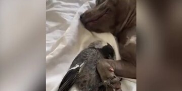 Pigeon Was Lying Comfortably With Dog Video Won The Hearts Of The People See Cute Video – कुत्ते के पैर पकड़कर उसके साथ आराम से लेटा था कबूतर, वीडियो ने जीता लोगों का दिल, बोले
