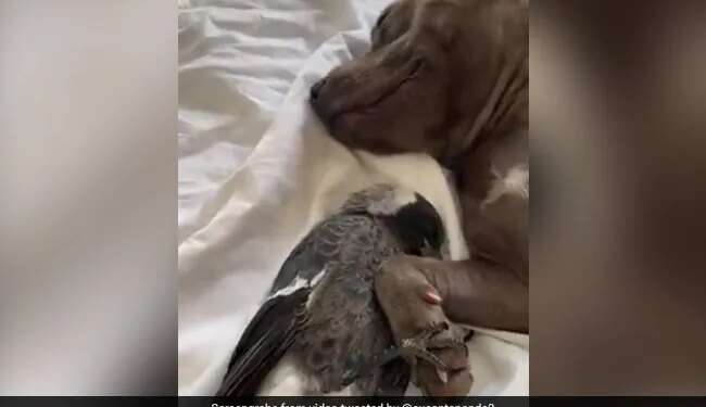 Pigeon Was Lying Comfortably With Dog Video Won The Hearts Of The People See Cute Video – कुत्ते के पैर पकड़कर उसके साथ आराम से लेटा था कबूतर, वीडियो ने जीता लोगों का दिल, बोले