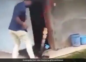 King Cobra Attack On Man See How Not To Catch A Snake Especially A 14 Foot King Cobra Shocking Video Goes Viral – सांप को पकड़ने की कोशिश कर रहा था शख्स, जैसे ही पकड़ी पूंछ बाहर निकला King Cobra, फिर जो हुआ वो देख सहम जाएंगे आप