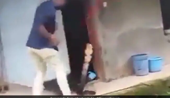 King Cobra Attack On Man See How Not To Catch A Snake Especially A 14 Foot King Cobra Shocking Video Goes Viral – सांप को पकड़ने की कोशिश कर रहा था शख्स, जैसे ही पकड़ी पूंछ बाहर निकला King Cobra, फिर जो हुआ वो देख सहम जाएंगे आप