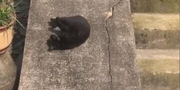 Cat Enjoy By Sliding Down A Slope See Cute Video – काली बिल्ली उल्टा लेटकर झूल रही थी झूला, ढलान से ऐसे गिरते हुए आई नीचे, लोग बोले- बिल्ली भी करती है Enjoy