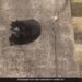 Cat Enjoy By Sliding Down A Slope See Cute Video – काली बिल्ली उल्टा लेटकर झूल रही थी झूला, ढलान से ऐसे गिरते हुए आई नीचे, लोग बोले- बिल्ली भी करती है Enjoy