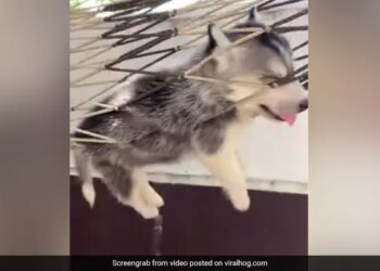 Dog Falls Asleep In Hammock Internet Loves It See Cute Video – कुत्ता झूल रहा था झूला, लटके थे पैर और बाहर निकली थी जीभ, झूलते-झूलते गहरी नींद में सो गया और फिर…