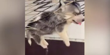 Dog Falls Asleep In Hammock Internet Loves It See Cute Video – कुत्ता झूल रहा था झूला, लटके थे पैर और बाहर निकली थी जीभ, झूलते-झूलते गहरी नींद में सो गया और फिर…