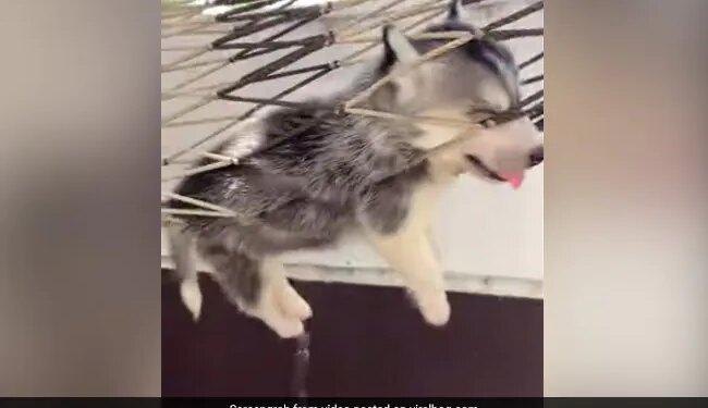 Dog Falls Asleep In Hammock Internet Loves It See Cute Video – कुत्ता झूल रहा था झूला, लटके थे पैर और बाहर निकली थी जीभ, झूलते-झूलते गहरी नींद में सो गया और फिर…