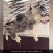 Dog Falls Asleep In Hammock Internet Loves It See Cute Video – कुत्ता झूल रहा था झूला, लटके थे पैर और बाहर निकली थी जीभ, झूलते-झूलते गहरी नींद में सो गया और फिर…