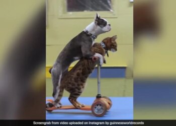 Dog And Cat Set World Record By Driving Scooter Together See Adorable Viral Video