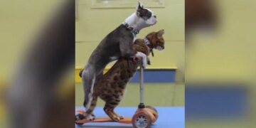 Dog And Cat Set World Record By Driving Scooter Together See Adorable Viral Video
