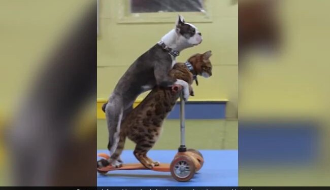 Dog And Cat Set World Record By Driving Scooter Together See Adorable Viral Video