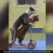 Dog And Cat Set World Record By Driving Scooter Together See Adorable Viral Video