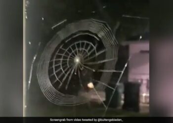 Spider Weaves Beautiful Web Like Machine Speed In 2 Minute People Amazed To See It Watch Viral Video – मकड़ी ने मशीन की रफ्तार से बुन डाला खूबसूरत जाल, देखकर लोग हैरान, बोले- अद्भुत